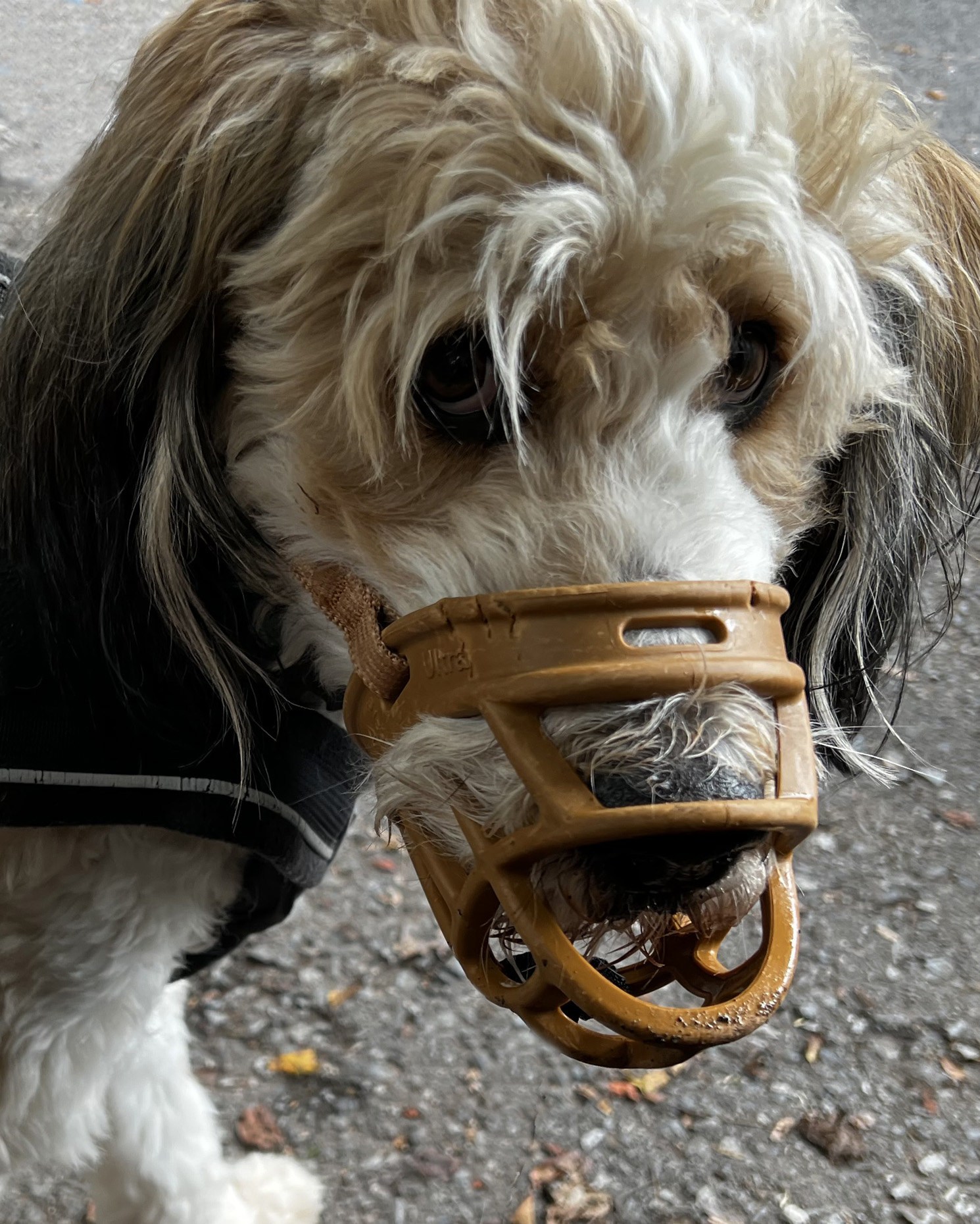 Photo of Ziggy, an aussiedoodle, wearing a muddy muzzle at a Renaissance Festival so he won't eat turkey leg bones dropped by attendees at the fair