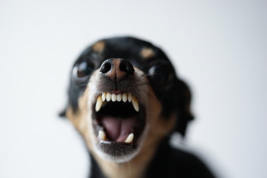 Small dog with mouth open in a snarl bearing big teeth